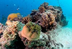 Gan Island Dive Centre - Maldives. Coral.